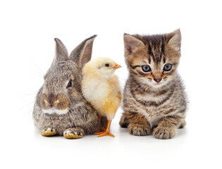 Kitten and chicken with a rabbit.