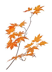 maple tree branch with autumn leaves isolated on white