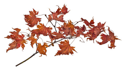 maple tree branch with dried leaves on white