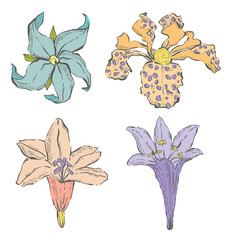 Set of Hand Drawn Spring Flowers, Vector Illustrations