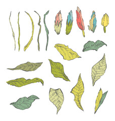 Set of Hand Drawn leaves and flower buds