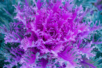 decorative cabbage in the garden