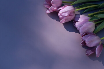 purple  tulips frame on purple background with copy space