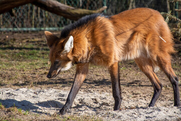 Südamerikanischer Mähnenwolf streift durch Gehege im Zoo