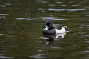 Tufted Duck Swimming in a Lake, County Dublin