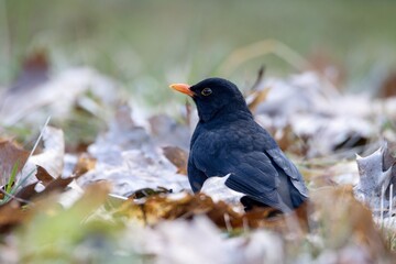 Obraz premium ouzel 