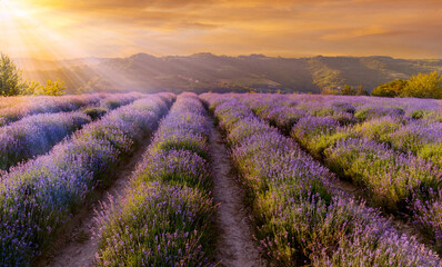 Lavender field landscape on hills of Sale San Giovanni, Langhe, Cuneo, Italy. sunbeams with colorful sunset sky