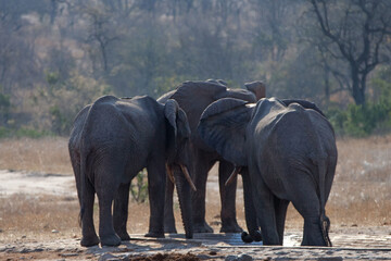 African Elephant herd gathering at the man made water hole in Kruger National Park in South Africa RSA