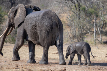 African Elephant mother walking with her baby calf in Kruger National Park in South Africa RSA
