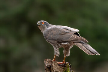   Northern Goshawk (Accipiter gentilis) on a branch in the forest of Noord Brabant in the Netherlands.                                                                                    