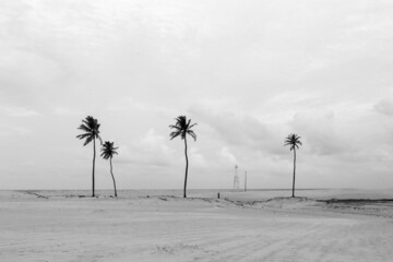 palm trees on the beach