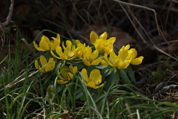 Fototapeta premium First flowers. Eranthis hyemalis is a plant found in Europe