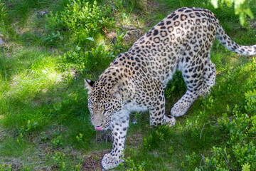 Der Leopard - Panthera pardus