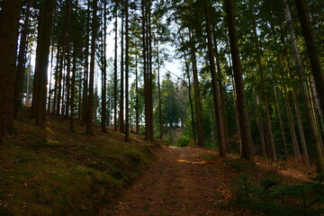 Wandern durch den Wald