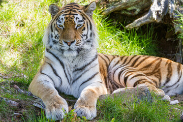 Amur Tiger, Welt größte Katze