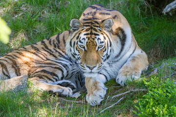 Amur Tiger, Welt größte Katze