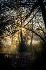 Sunrise through the trees at the canal