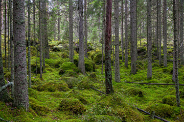 Stark bemooste Waldflächen © Heiko Köhrer-Wagner