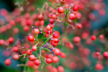 Berries in Spring