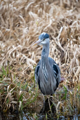 Heron in the winter reeds