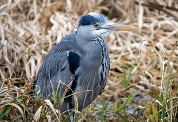 Heron in the winter reeds