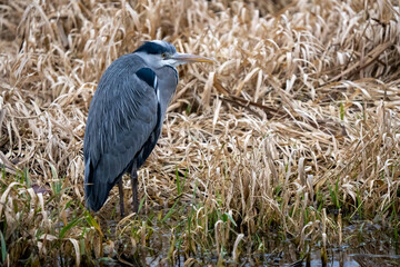 Fototapeta premium Heron Looking sideways in the Reeds