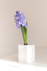 Lilac blooming hyacinth in a white planter in the sunlight. Indoor plants, gardening, primroses concept
