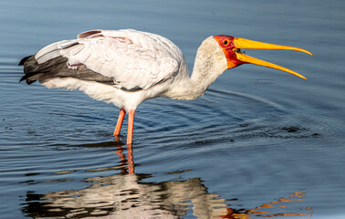 yellow-billed stork in water