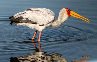 yellow-billed stork in water