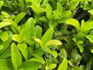 green leaves background