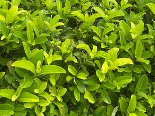 green leaves background