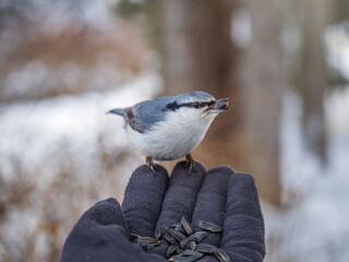 The Eurasian nuthatch eats seeds from a man's hand. Hungry bird wood nuthatch eating seeds from a hand during winter or autumn