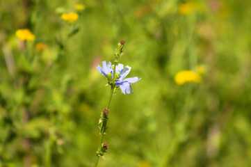 Common chicory in bloom close-up with green blurred plants on background