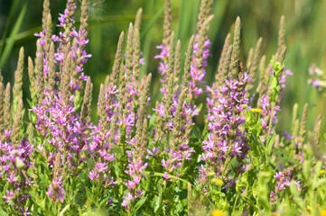 Obraz premium Purple loosestrife in bloom closeup view with selective focus on foreground