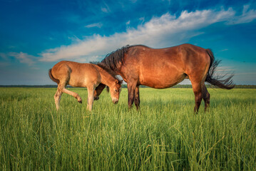 Fototapeta na wymiar A mare with a foal is grazing in the field in the afternoon.