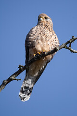 Kestel perched on a branch