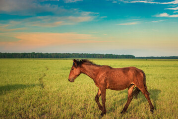 Horses are grazing grazing on the field in the afternoon.