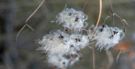 Seed heads with silky appendages of clematis vitalba in winter.  The plant is also known as old man's beard or traveller's joy.
