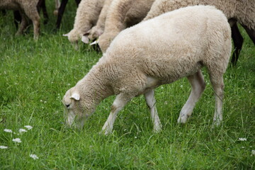 Naklejka na ściany i meble White sheep in the green grass on pasture at summer day. Village subsidiary farm.