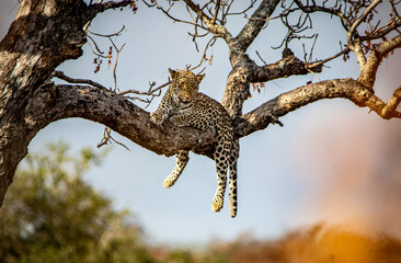 Leopard lazy in a tree - obrazy, fototapety, plakaty