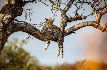  Leopard lazy in a tree © Llewellyn