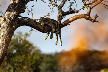 Fototapeta na wymiar Leopard lazy in a tree