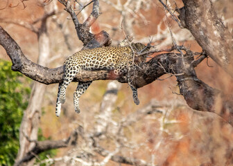 Leopard lazy in a tree