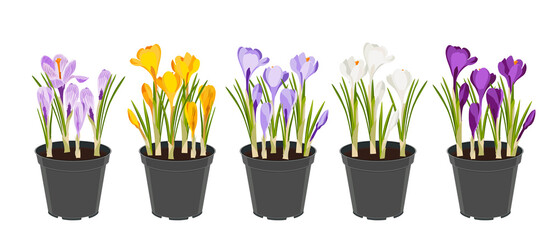Crocuses Set Spring flowers in garden pots yellow, white, purple, lilac. Garden flowers for planting. Isolate on a white background. Vector image