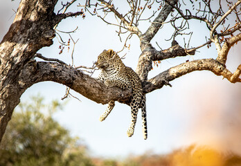 Leopard lazy in a tree