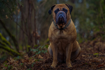 2022-02-27 A LARGE FEMALE BULLMASTIFF SITTING ON A TRAIL IN THE WOODS, WITH A GRAY COLLAR AND NICE EYES AND A BLURRED OUT BACKGROUND