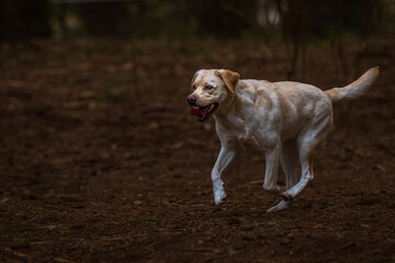 2022-02-27 A YELLOW LABRADOR RUNNING ACROSS A DIRT FIELD AT A OFF LEASH DOG AREA WITH A REFLECTION IN ITS EYES AND A BLURRY BACKGROUND