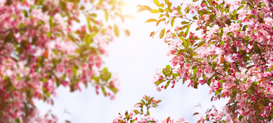 Obraz na płótnie Canvas Blossoming fruit tree branch background. Spring background. Copy space. Soft focus