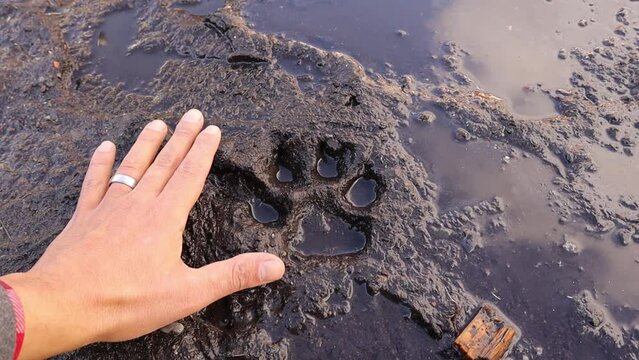 Dog footprint on clay, earth, soil land.
Turkish Kangal dog.
Comparison of animal track size and hand.
animal track, Tracks, Footprints.
Dog foot prints on mud. Local dogs foot prints on earth Surface