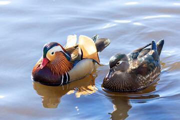 Mandarin Duck and wood duck
